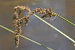 Cypressknee sedge